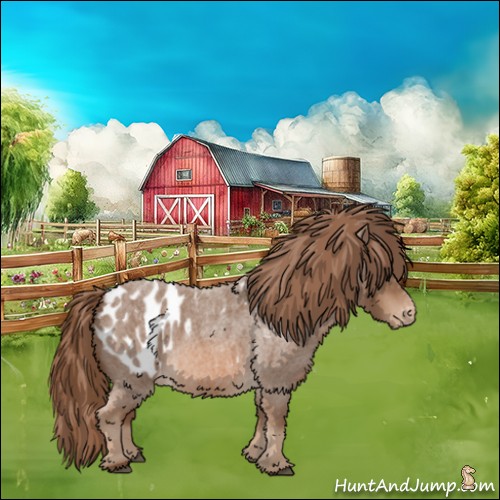 Horse Color:Red Roan Appaloosa 
