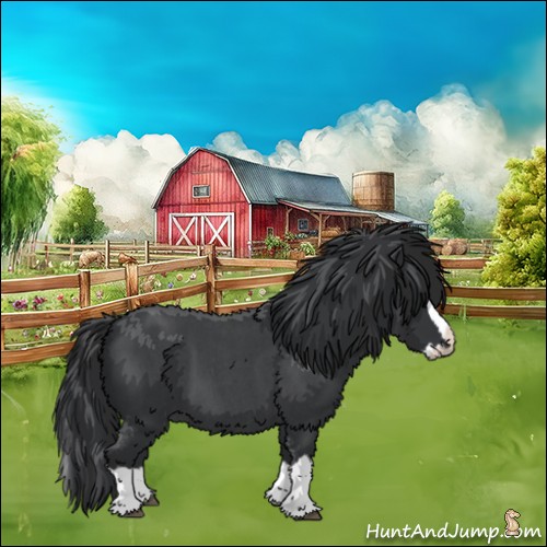 Horse Color:Blue Roan Splash 