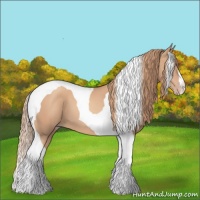 Horse Color:Gold Champagne Tobiano