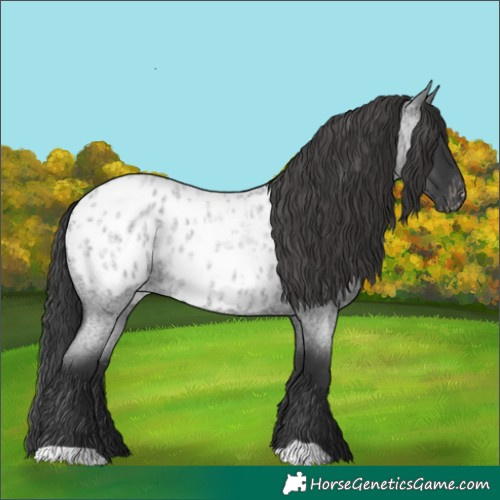 Horse Color:Blue Roan Blanket
