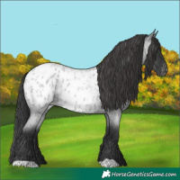 Horse Color:Blue Roan Blanket 