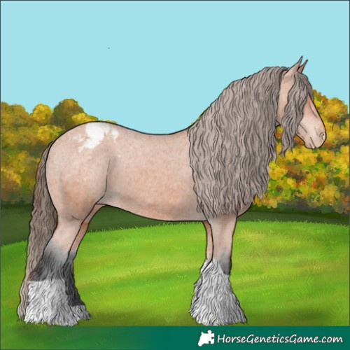 Horse Color:Bay Tobiano Appaloosa 