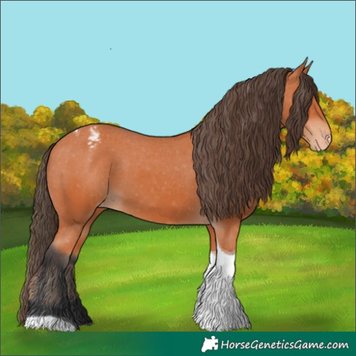 Horse Color:Bay Tobiano Appaloosa 