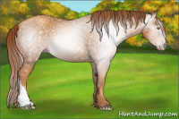 Horse Color:Gray Gold Champagne 