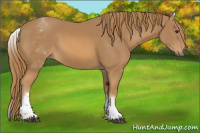 Horse Color:White Spotted Chestnut 