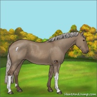 Horse Color:Silver Grullo 
