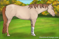 Horse Color:Gold Champagne Dun 