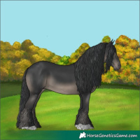 Horse Color:Black 