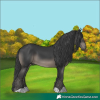 Horse Color:Black 