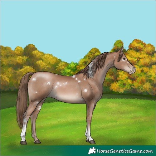 Horse Color:White Spotted Black Pearl Tobiano Rabicano 