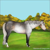 Horse Color:Gray Silver Smoky Black 