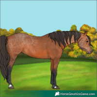 Horse Color:Bay 