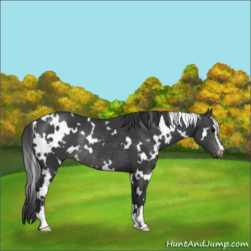 Horse Color:White Spotted Black Sabino Rabicano