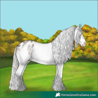 Horse Color:Silver Blue Roan Splash Appaloosa