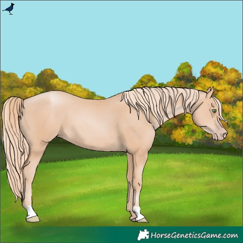 Horse Color:Gold Champagne 