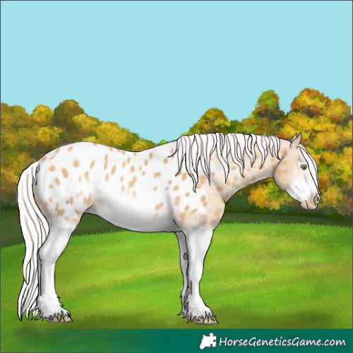 Horse Color:Silver Sable Cream Champagne Sabino Splash Frame Near Leopard Rabicano