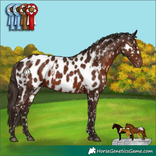 Horse Color:White Spotted Liver Chestnut Near Leopard