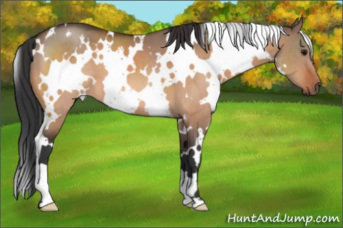 Horse Color:White Spotted Bay Dun 