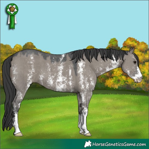Horse Color:Grullo Sabino 