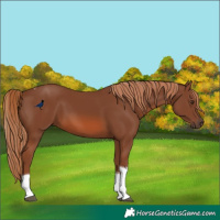 Horse Color:Chestnut Tobiano