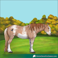 Horse Color:White Spotted Chestnut Sabino Frame 