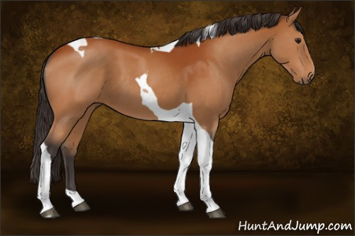 Horse Color:Buckskin Tobiano 