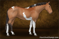 Horse Color:Buckskin Tobiano