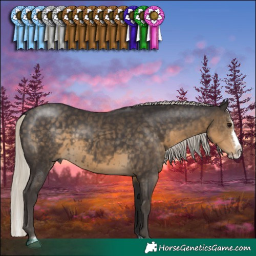 Horse Color:Silver Smoky Black Sabino Splash Rabicano