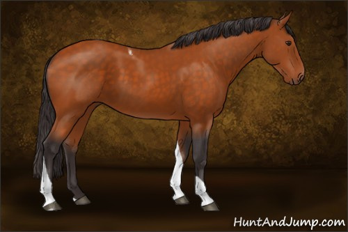 Horse Color:Buckskin Tobiano 