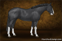 Horse Color:Blue Roan Splash 