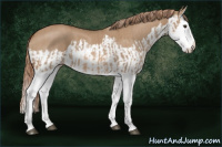 Horse Color:Red Dun Splash  and Red Dun Splash 