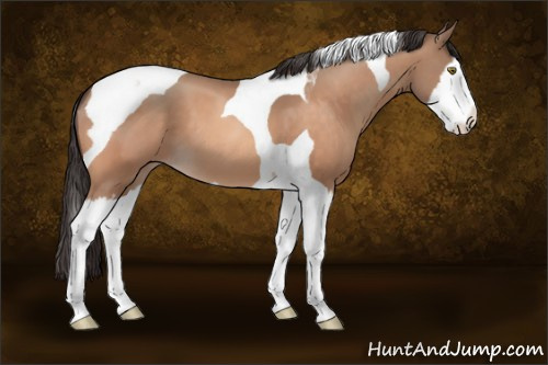 Horse Color:Sable Champagne Splash Tobiano 
