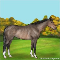Horse Color:Brown Dun Rabicano 