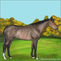 Horse Color:Brown Dun Rabicano 