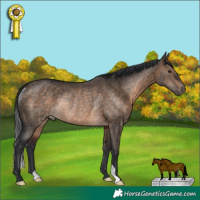 Horse Color:Brown Dun Rabicano 