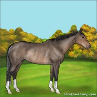 Horse Color:Brown Dun Rabicano 