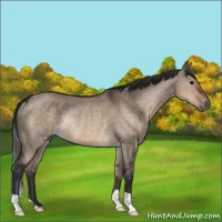 Horse Color:Brown Dun Rabicano 