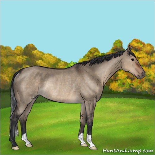 Horse Color:Brown Dun Rabicano