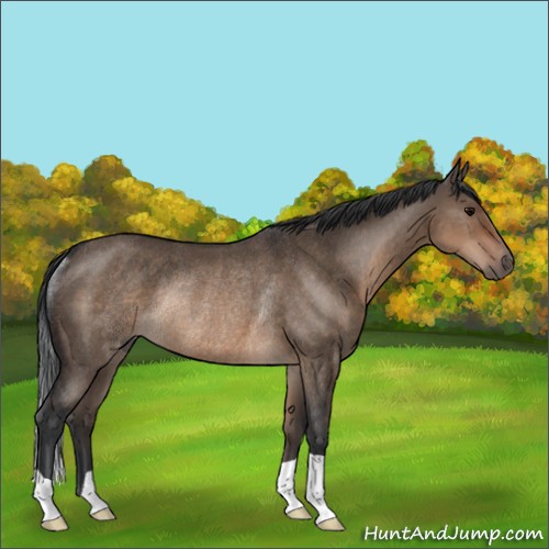 Horse Color:Brown Dun Rabicano 