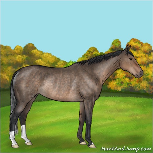 Horse Color:Brown Dun Rabicano 