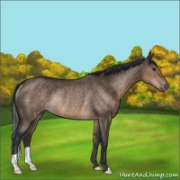 Horse Color:Brown Dun Rabicano 