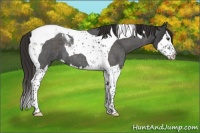 Horse Color:Liver Red Roan Splash Tobiano 