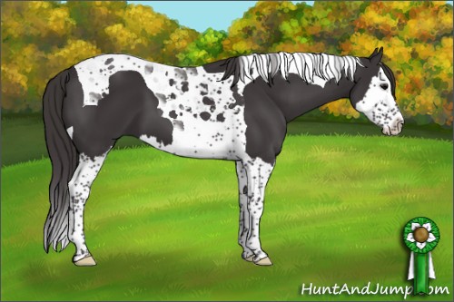 Horse Color:Smoky Black Splash Tobiano 
