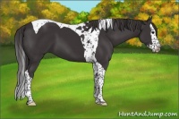 Horse Color:Smoky Black Splash Tobiano