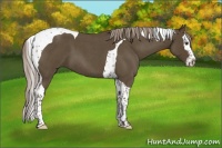 Horse Color:Chocolate Palomino Roan Splash Tobiano 