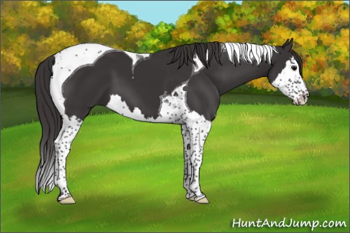 Horse Color:Smoky Black Splash Tobiano 