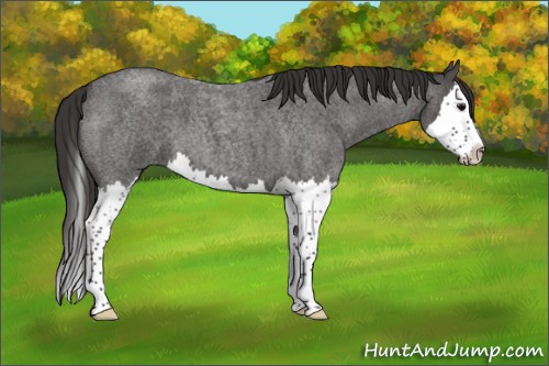 Horse Color:Smoky Blue Roan Splash 