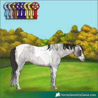 Horse Color:Buckskin Roan Splash Tobiano