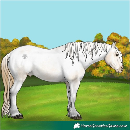 Horse Color:Buckskin Appaloosa 