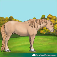 Horse Color:Gold Champagne 